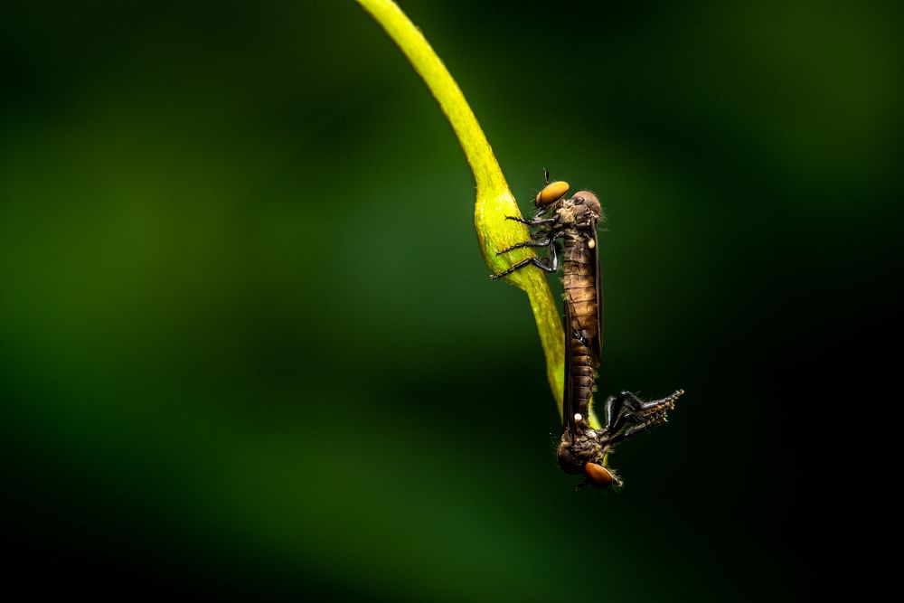 Photograph by Nishanth Neelayi