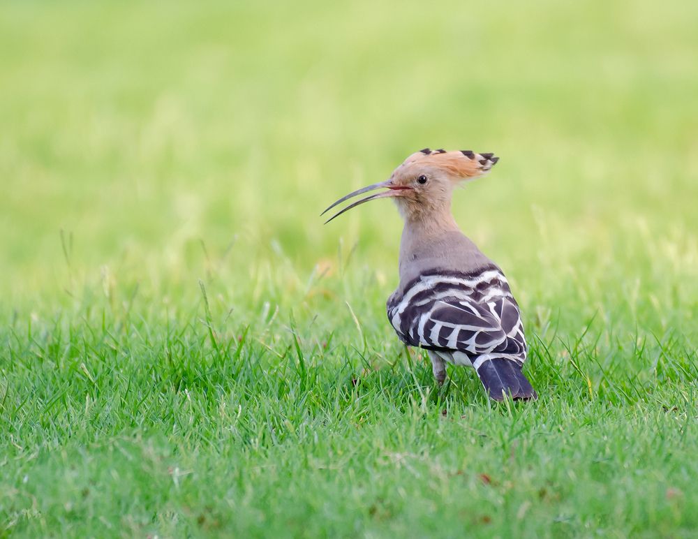 Hoopoe
