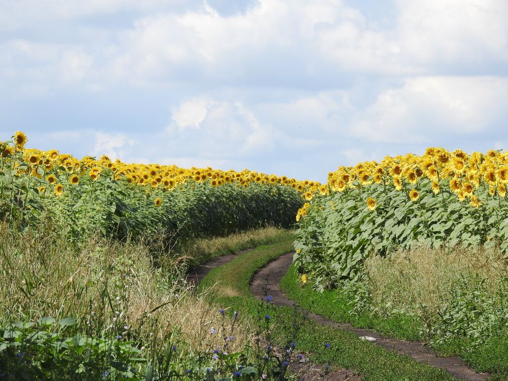 Облака и подсолнухи.