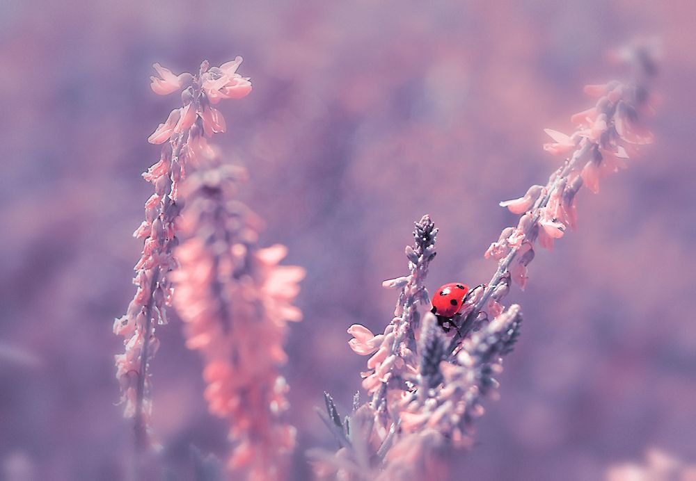 Жизнь в розовом свете