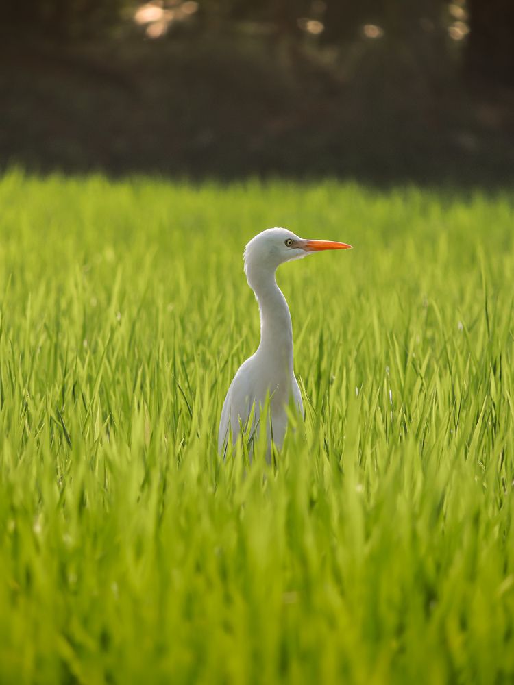 common crane in a paddy field.