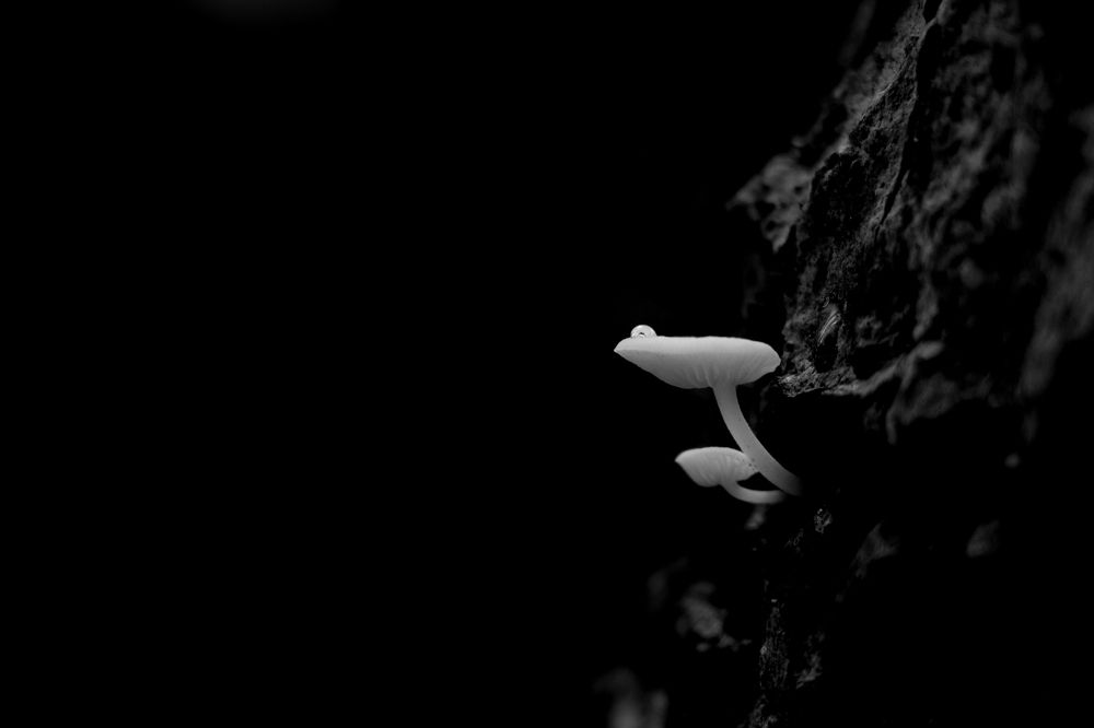 Фотография автора Abhijit Mukherjee