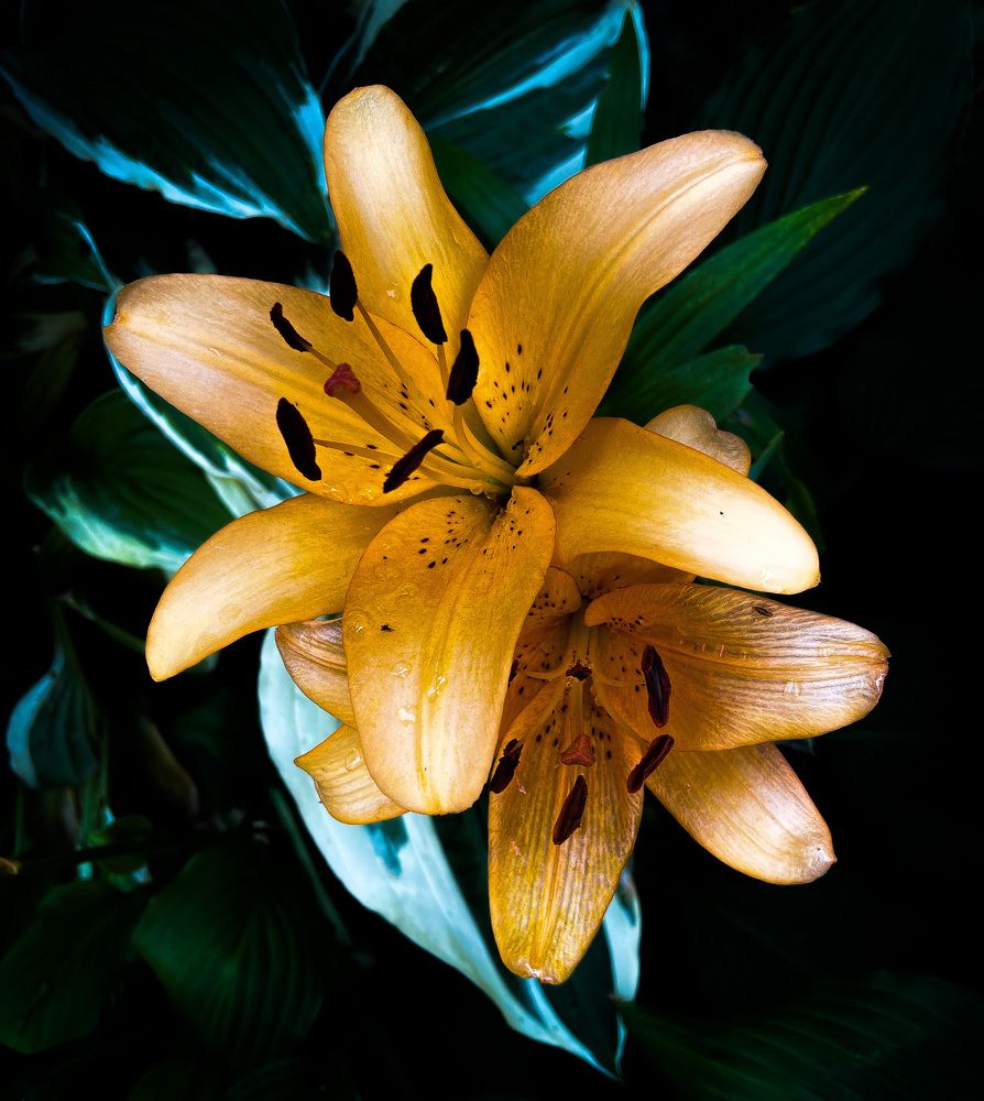 Photograph by Леонид Положевец