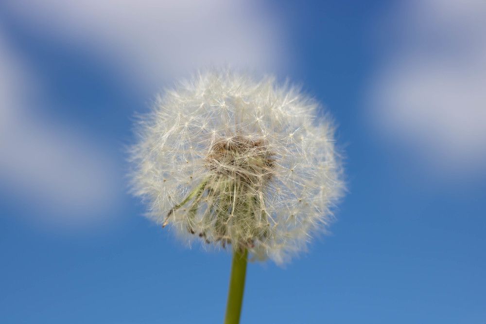 Одуванчик