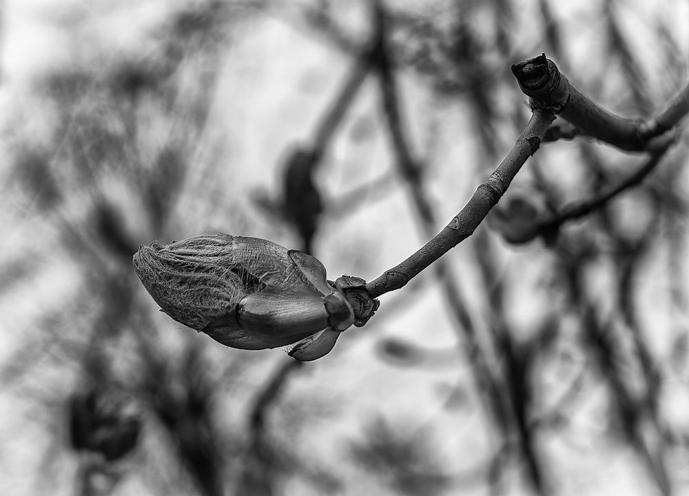 Photograph by Владимир Гамаюнов