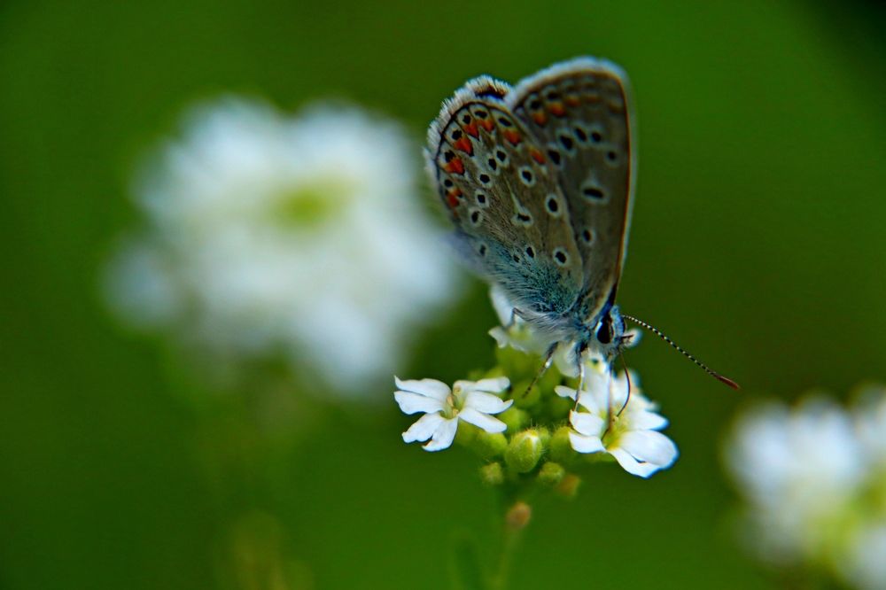 Photograph by Светлана Каморина