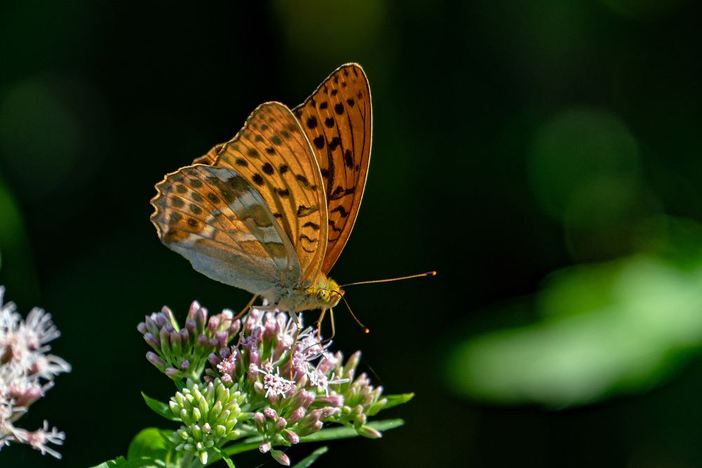 Photograph by Viktor Makarov