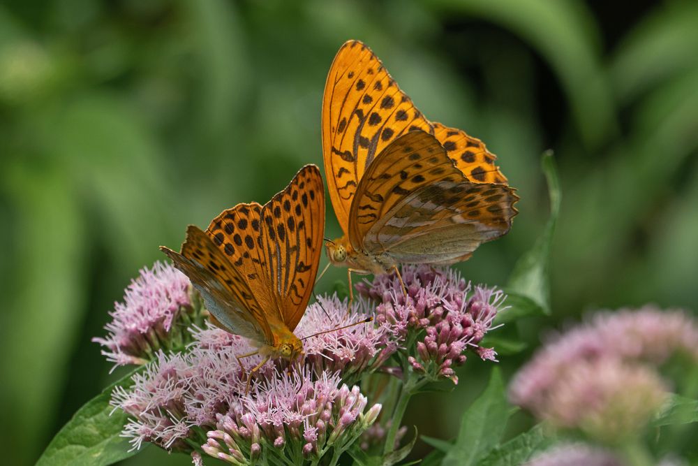 Photograph by Viktor Makarov