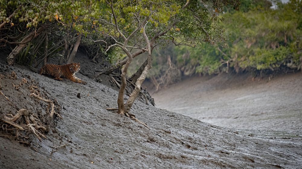 The Queen of the Mangroves