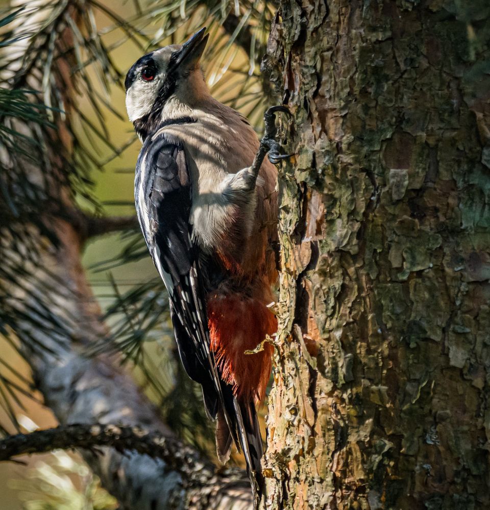 Этюды с молодым пестрым дятлом