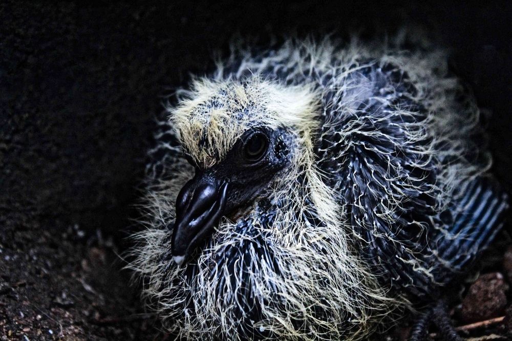 Baby Pigeon