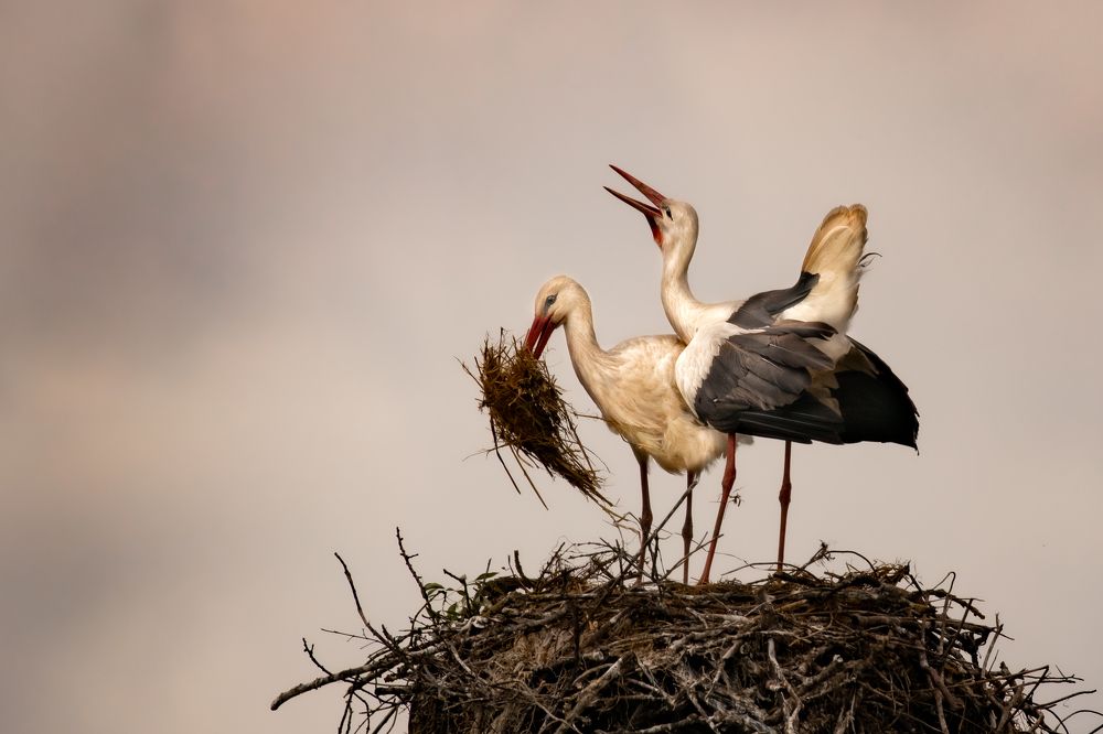 Photograph by Raquel Barao