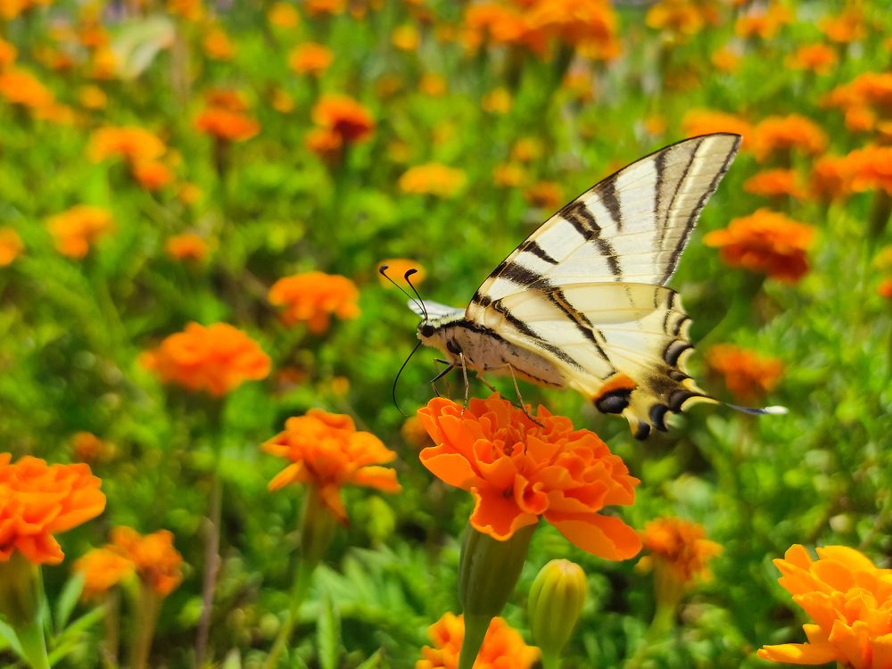 Photograph by Дина Горбачёва