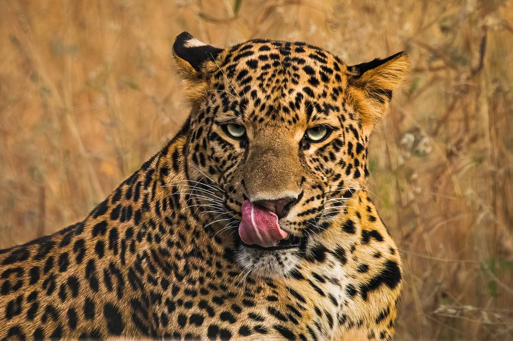 When the photographer looks like a yummy meal.