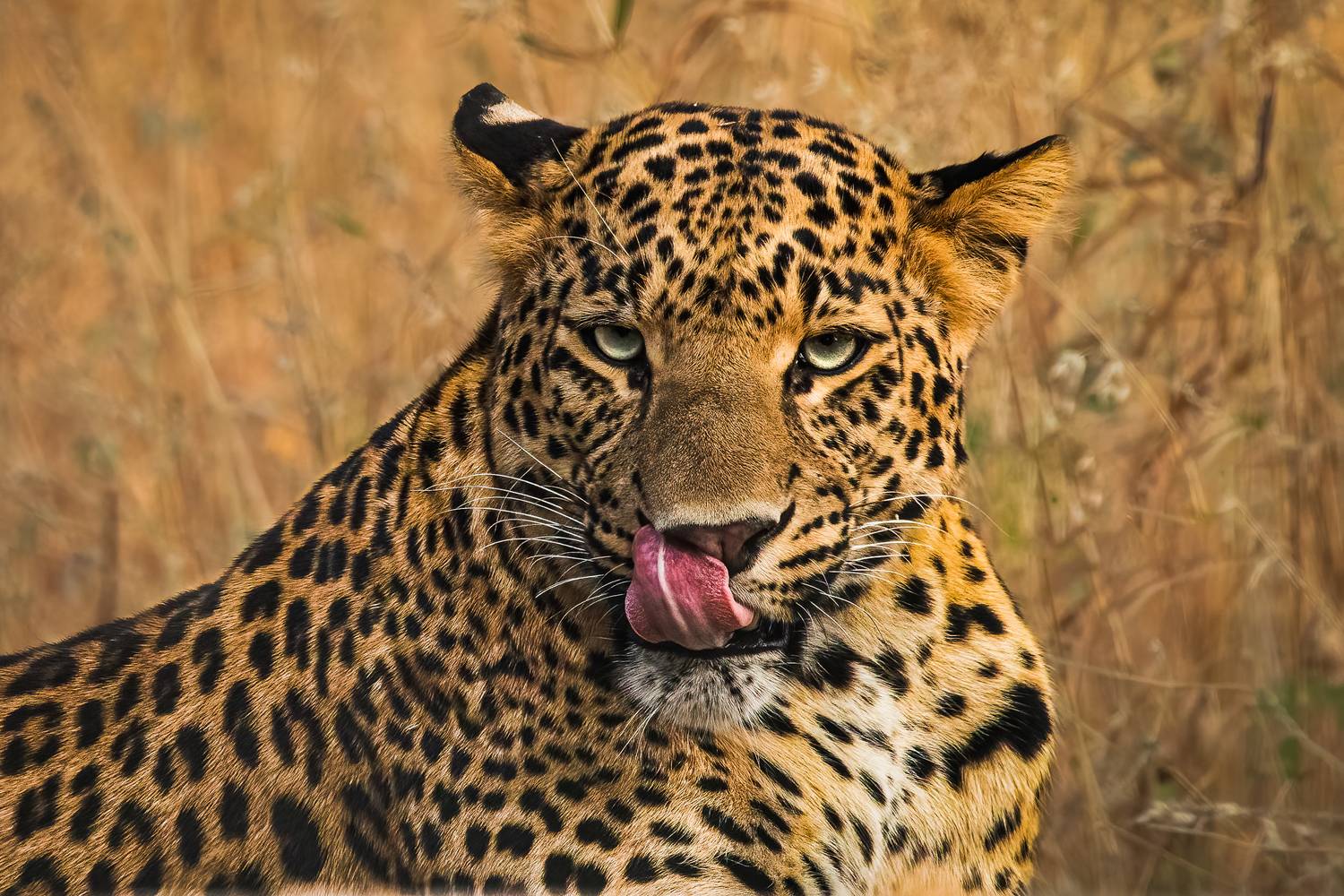 When the photographer looks like a yummy meal.