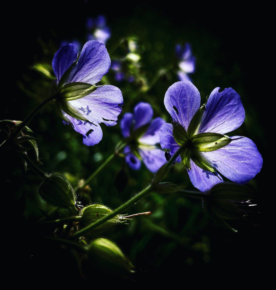 Photograph by Леонид Положевец