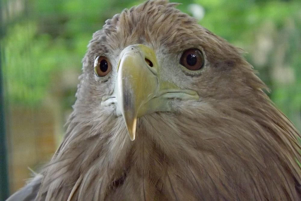 Photograph by Олександр Розум