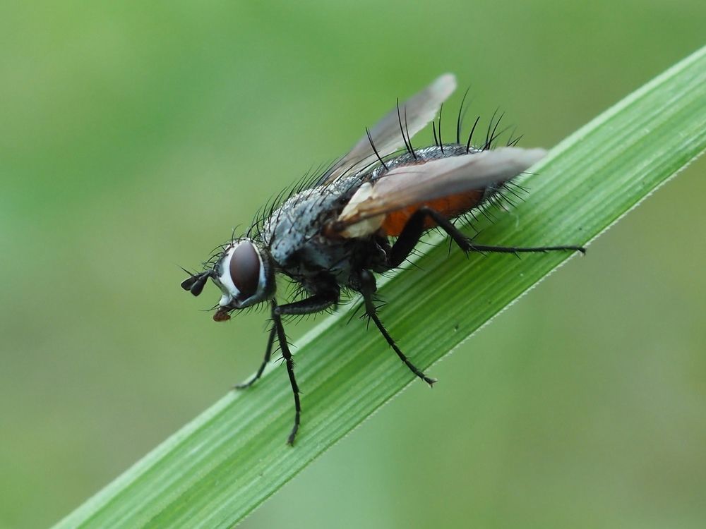 Муха-цокотуха!!!