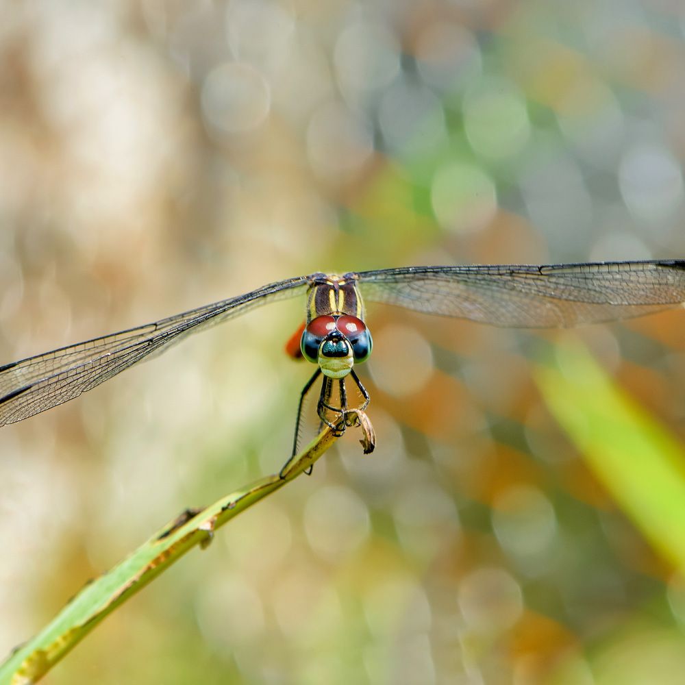 Photograph by Sharel Albor