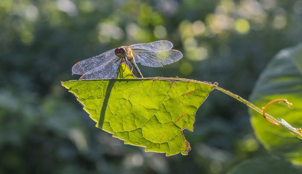 Стрекоза на листике
