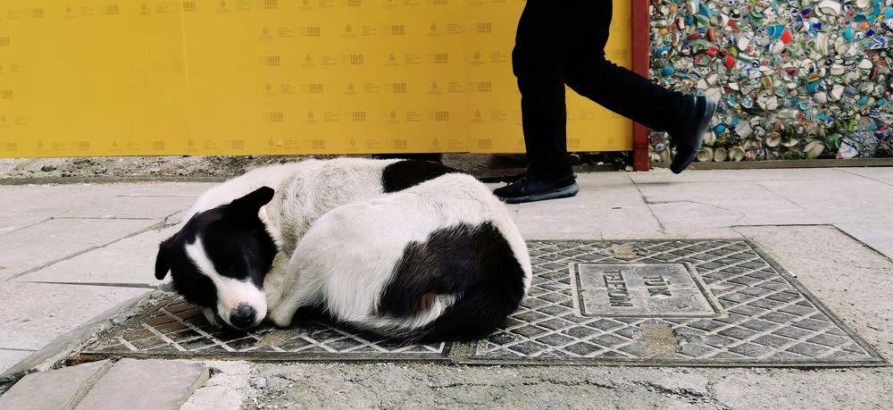 Photograph by Игорь Кощеев