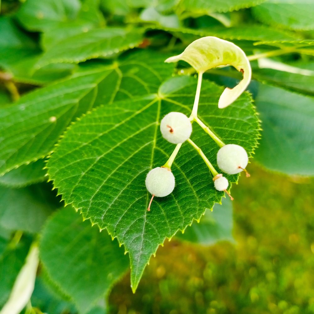 Photograph by Светлана Кудешова