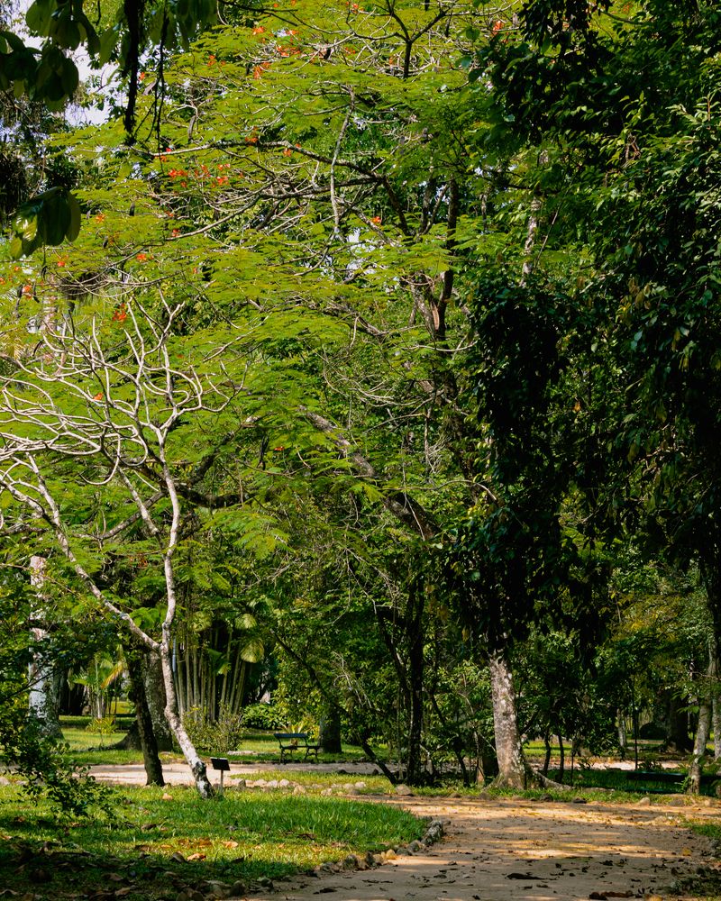 A day in the wooded park