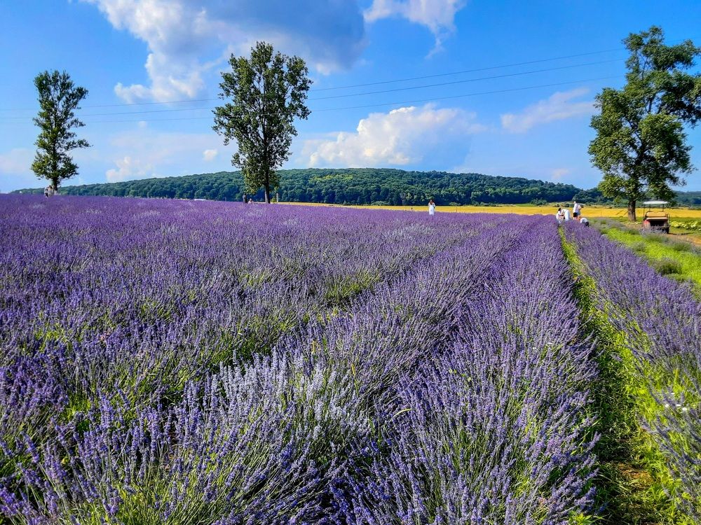 Photograph by Елена Шерман