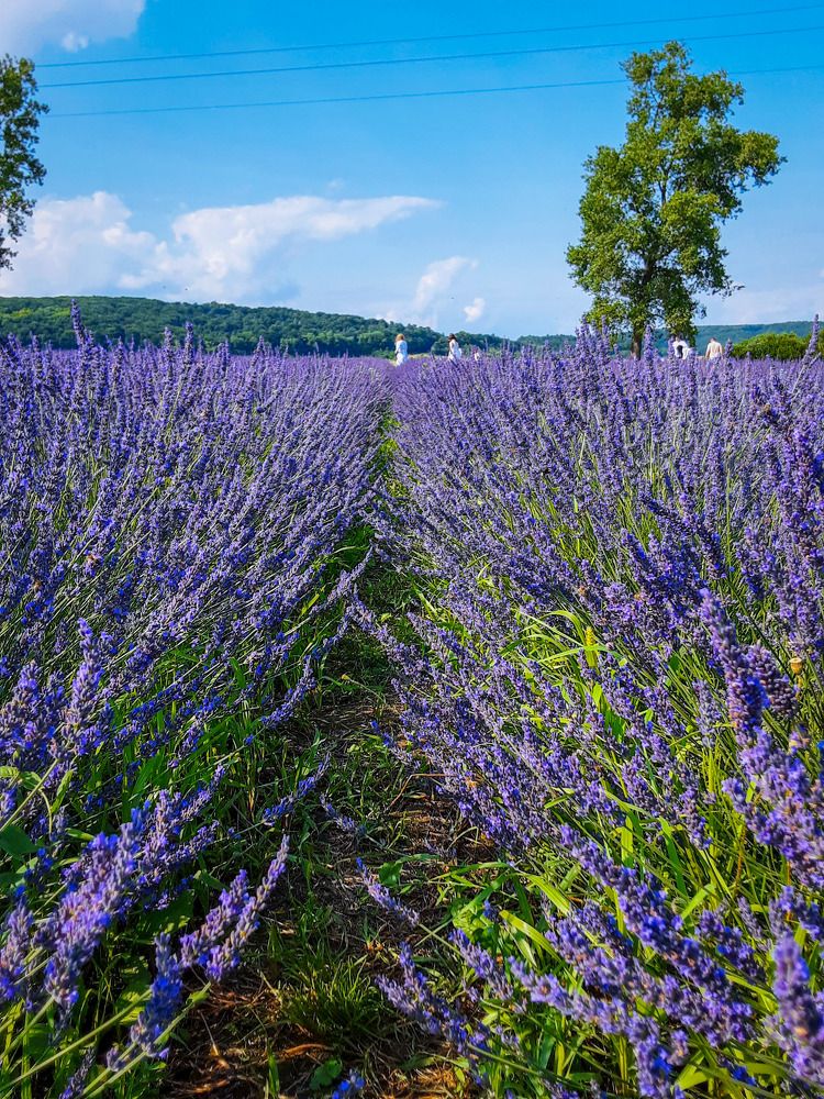 Photograph by Елена Шерман