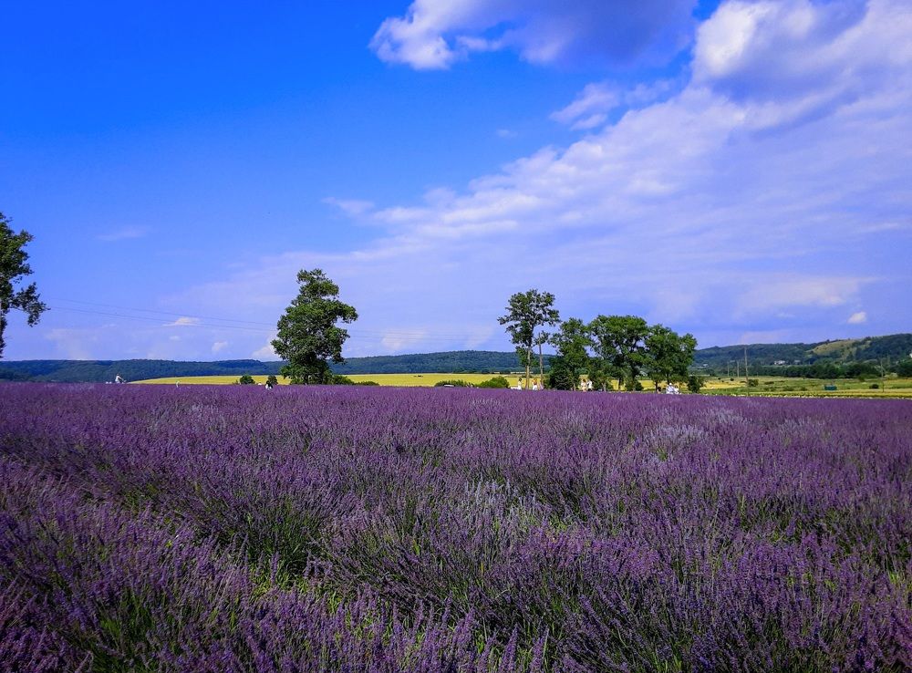 Photograph by Елена Шерман