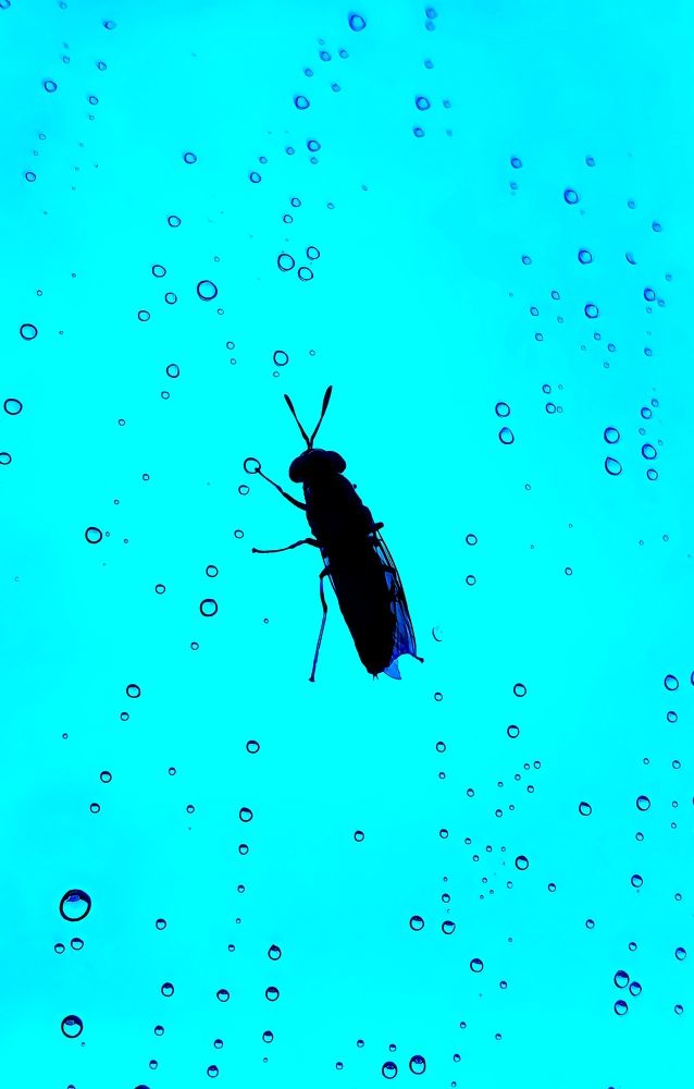 Photograph by K S Nidhin