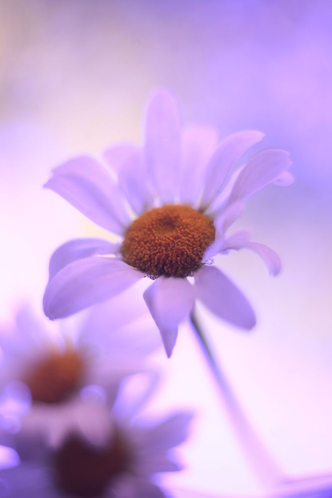 Photograph by Milla Luca