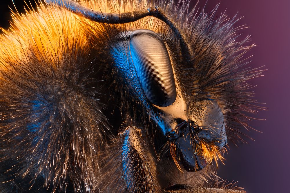Bumblebee Portrait