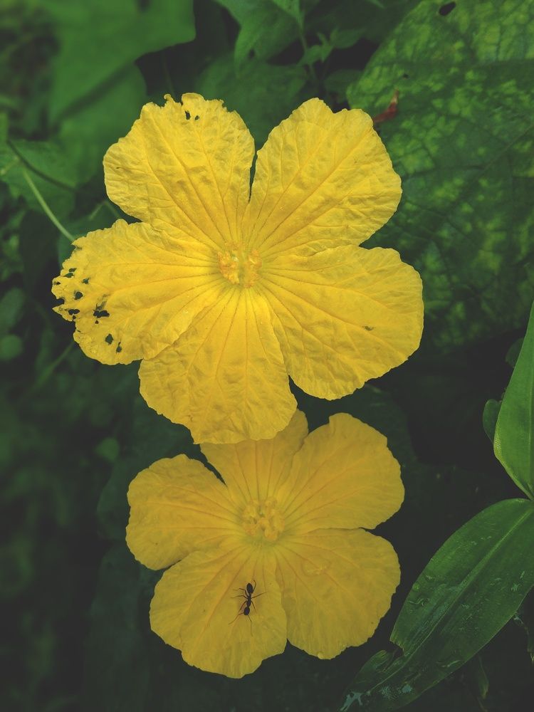 Two yellow flowers in the dark green.