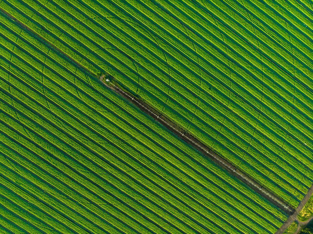 Круги и линии. Circles and lines.