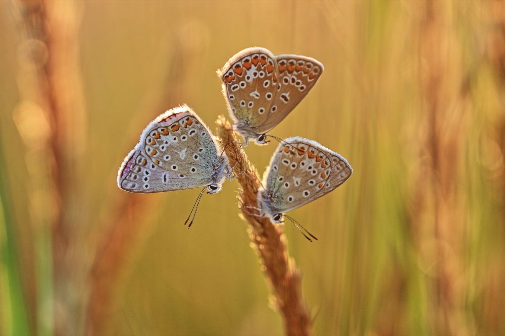 Photograph by Олег Резенов