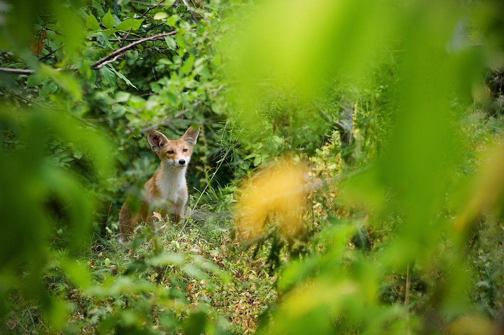 Любопытный Лис