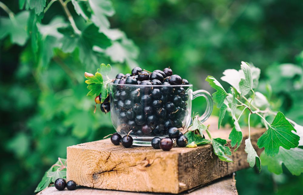 Photograph by Олег Зальвовский