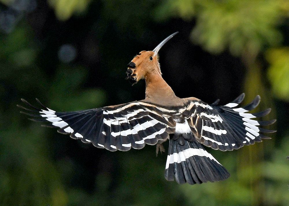 Photograph by Abhijeet D. Phalsankar