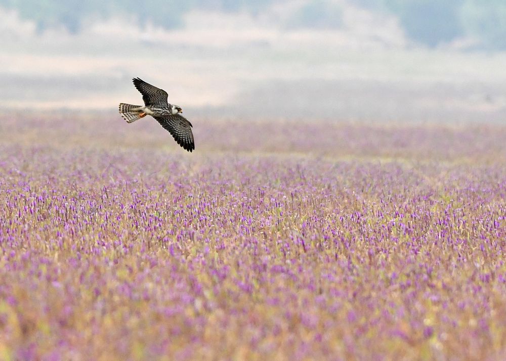 Photograph by Abhijeet D. Phalsankar