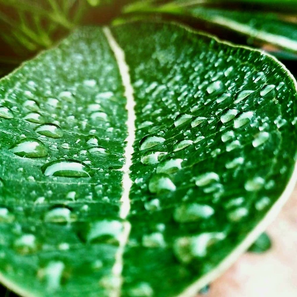 The Rain Drops