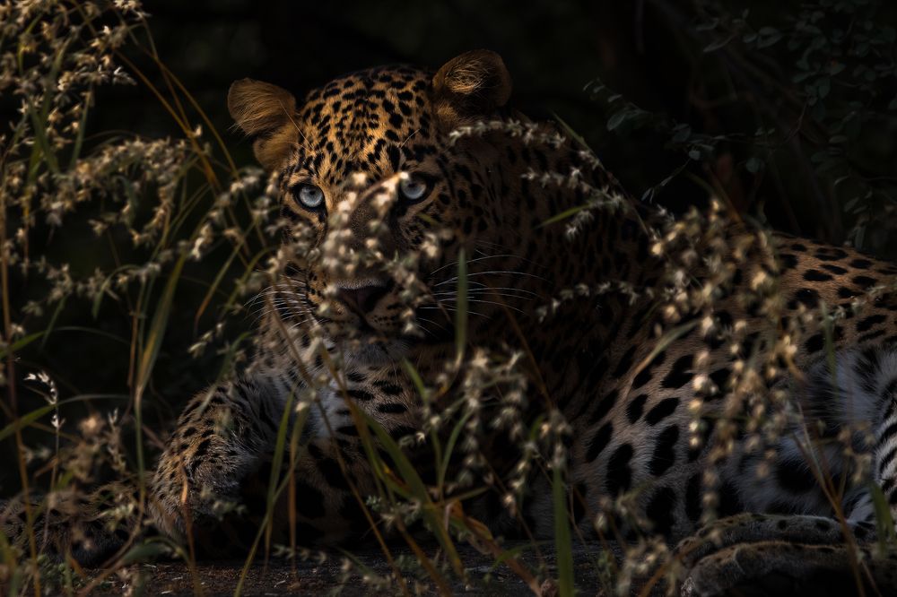 Ghost of the jungle!