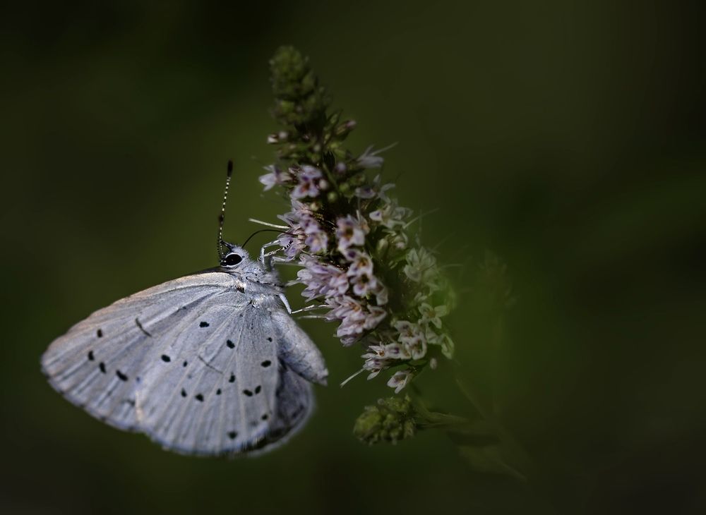 Парный танец