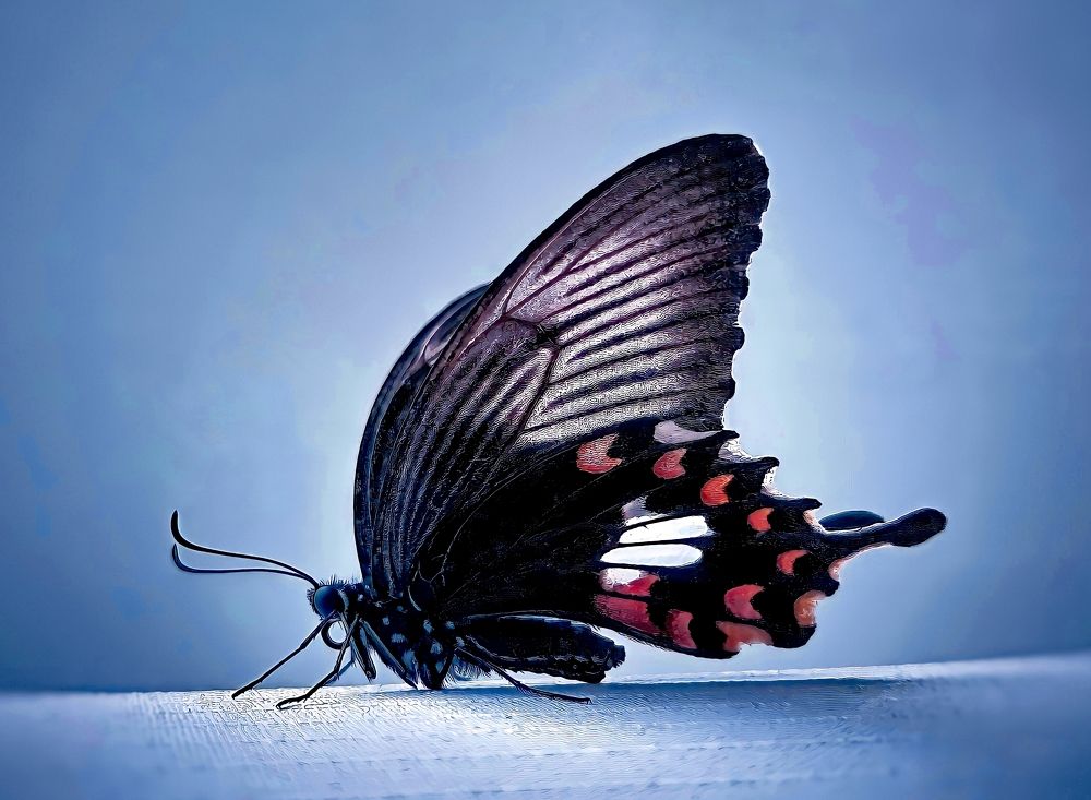 Photograph by Nidhin