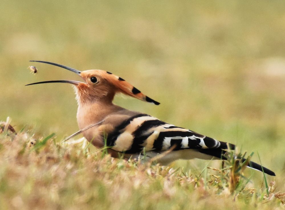 Photograph by Shankha Debnath