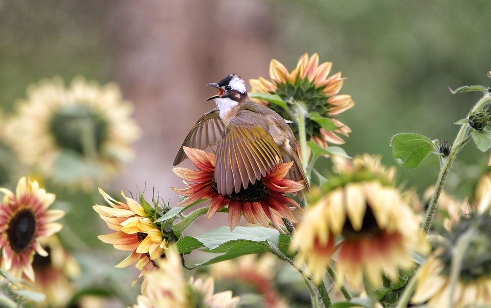 Photograph by Cohen Isaac