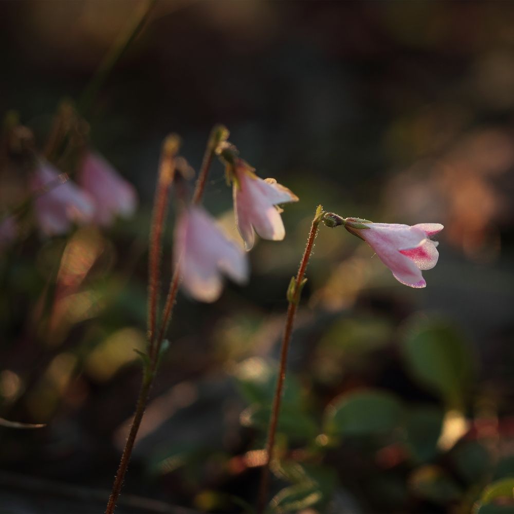 Photograph by Светлана Смирнова