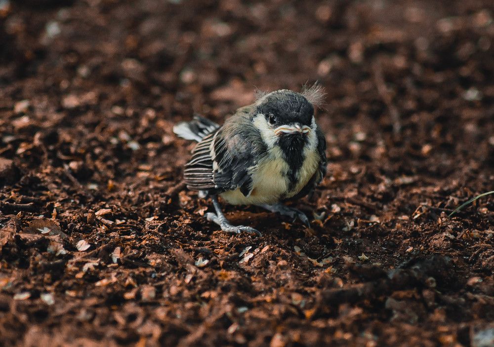 Photograph by Елена Гребнева