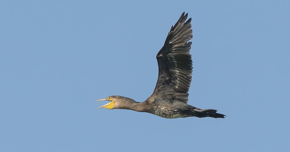 Черный баклан спешит домой - Black cormorant hurries home