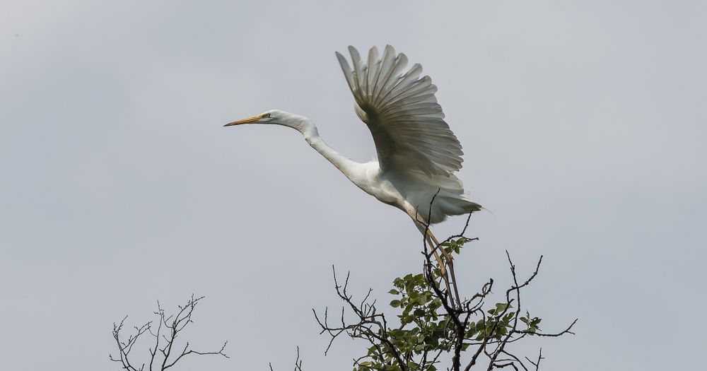 Большая белая цапля - Great egret
